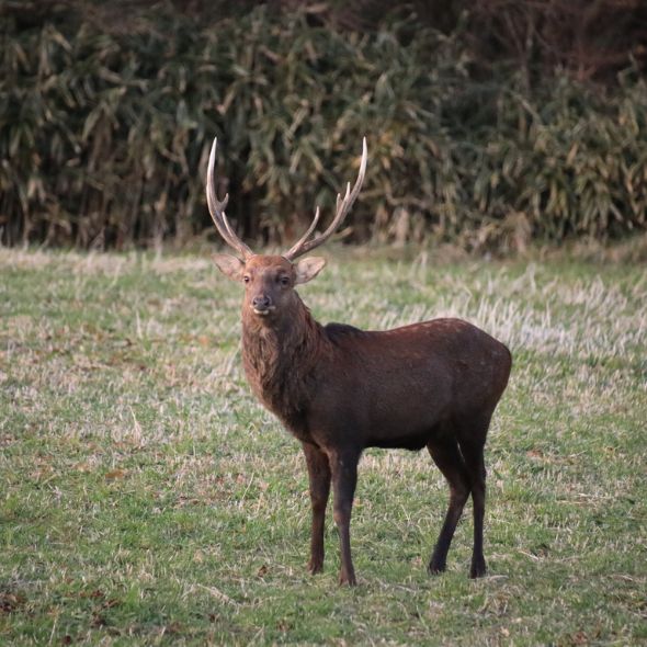 淡路島ジビエ シカ