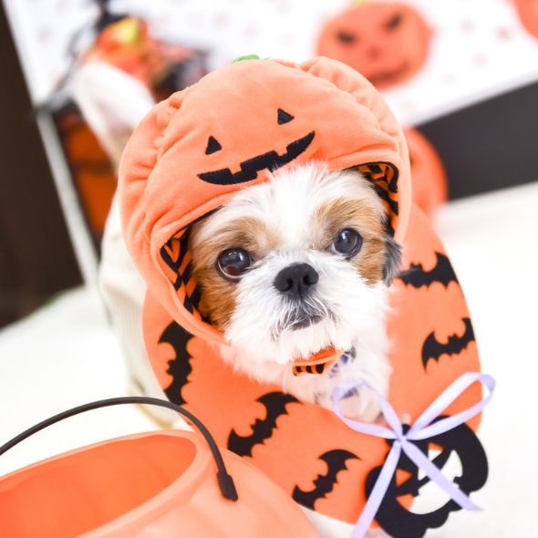 のじまスコーラ 動物と一緒に楽しむ「ハロウィンイベント」 | 【公式 